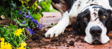 Warum buddeln Hunde