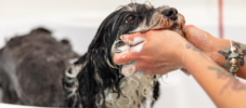 Hund_baden