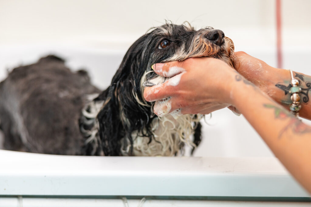 hund baden