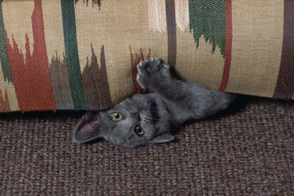 Katze kratzt