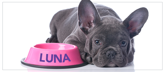 Der beliebteste Hundename 2014: Luna